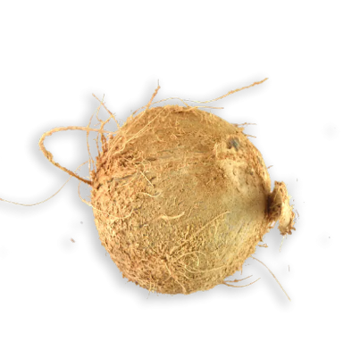 Coconut 1 EACH